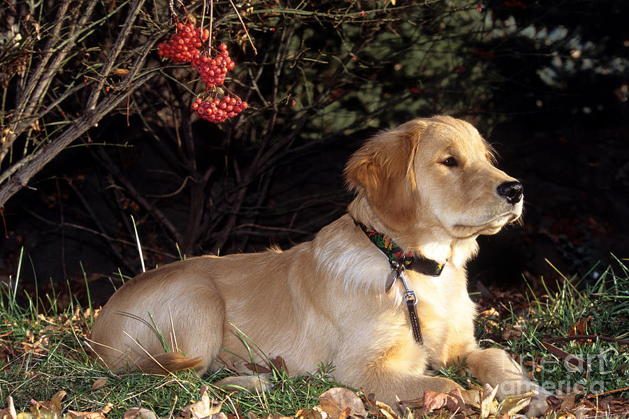 Golden Retriever Puppy Photograph by William H. Mullins