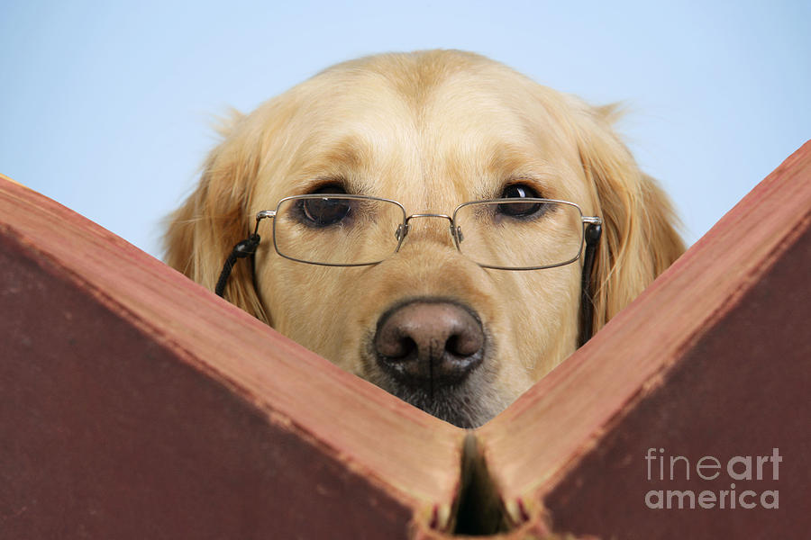 Dog Photograph - Golden Retriever Reading Book by John Daniels