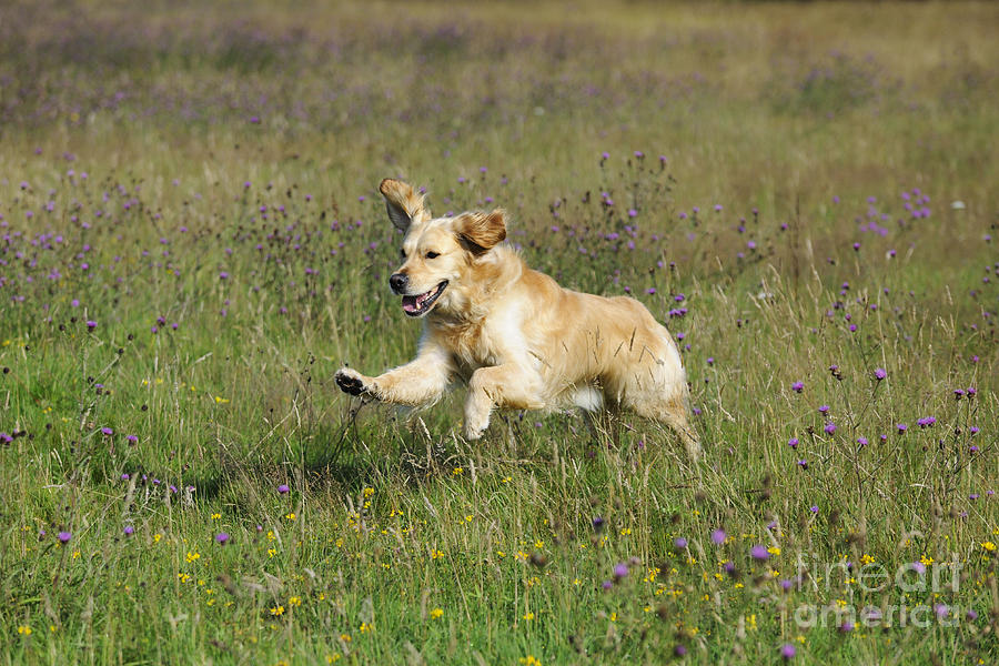 Golden Retriever Running Photograph by John Daniels