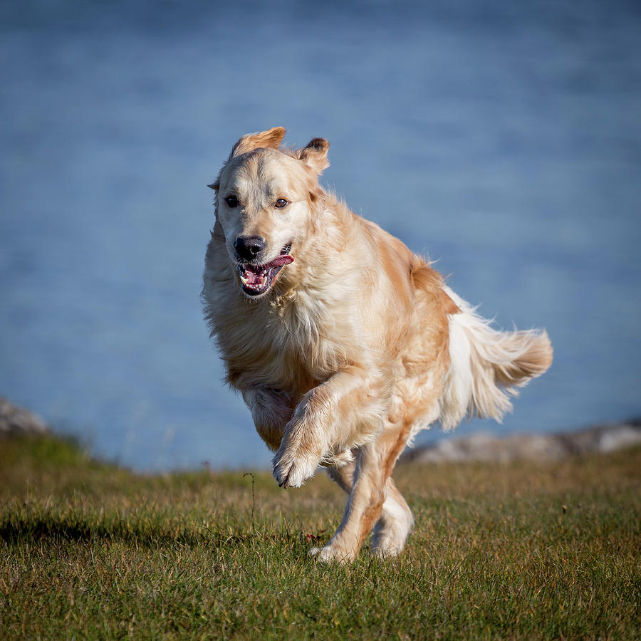 Animal Photograph - Golden Retriever Running. Young Male by Animal Images
