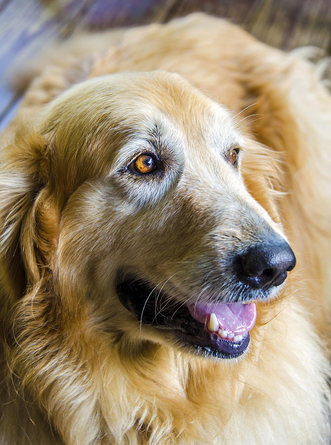 Dog Photograph - Golden Retriever Smile by Carolyn Marshall