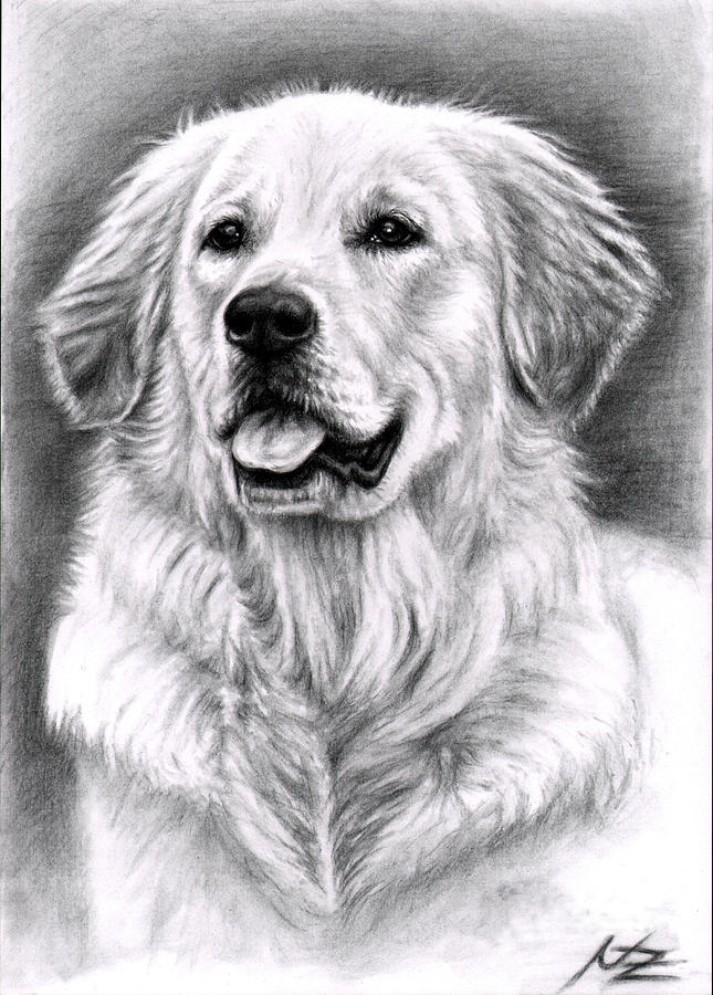 Creative Golden Retriever Sketch Drawing with Pencil