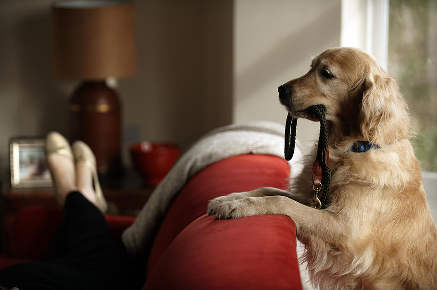 Golden retriever standing with leash in mouth looking at woman lying on sofa Photograph by Janie Airey