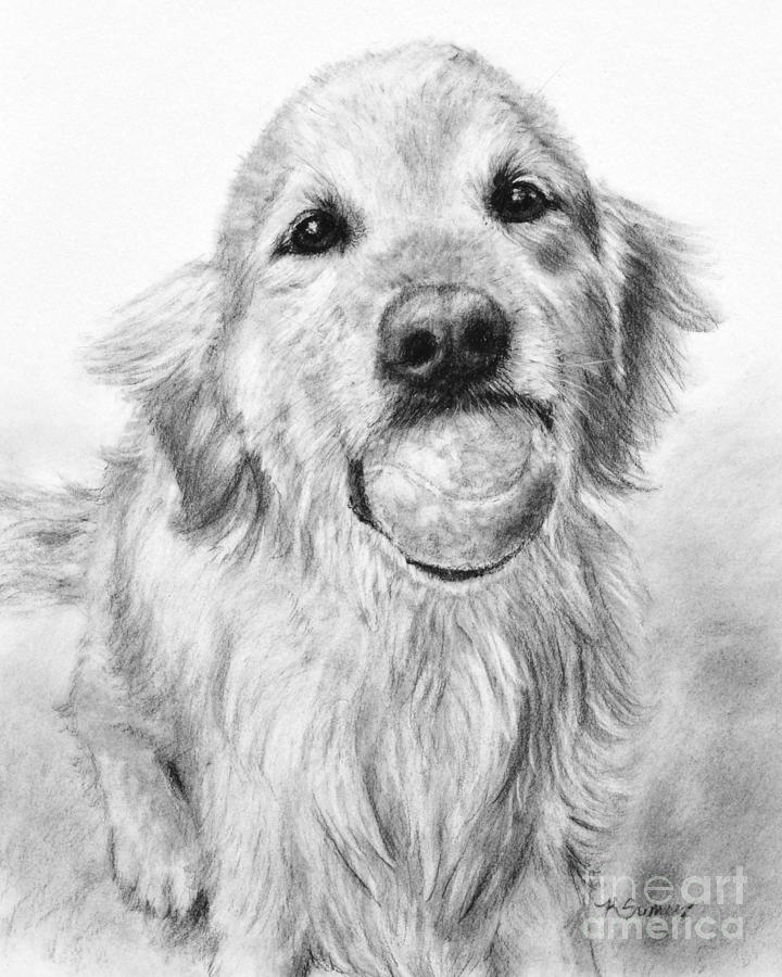 Nature Painting - Golden Retriever with Ball by Kate Sumners