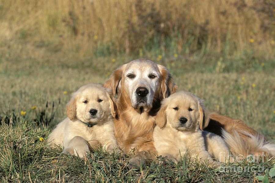 Golden Retriever With Puppies Photograph by Rolf Kopfle