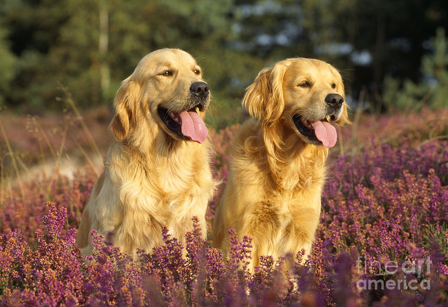 Golden Retrievers Dogs Photograph by John Daniels