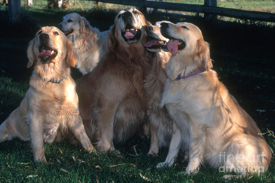 Golden Retrievers Photograph by William H. Mullins
