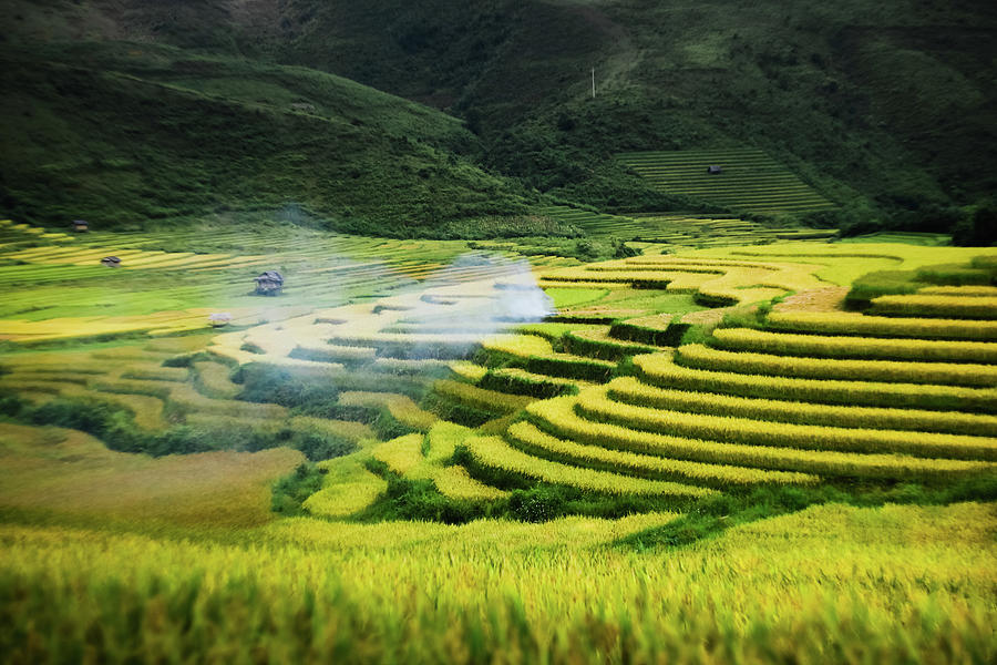 Golden Rice Terrace Paddy In North Photograph by 117 Imagery