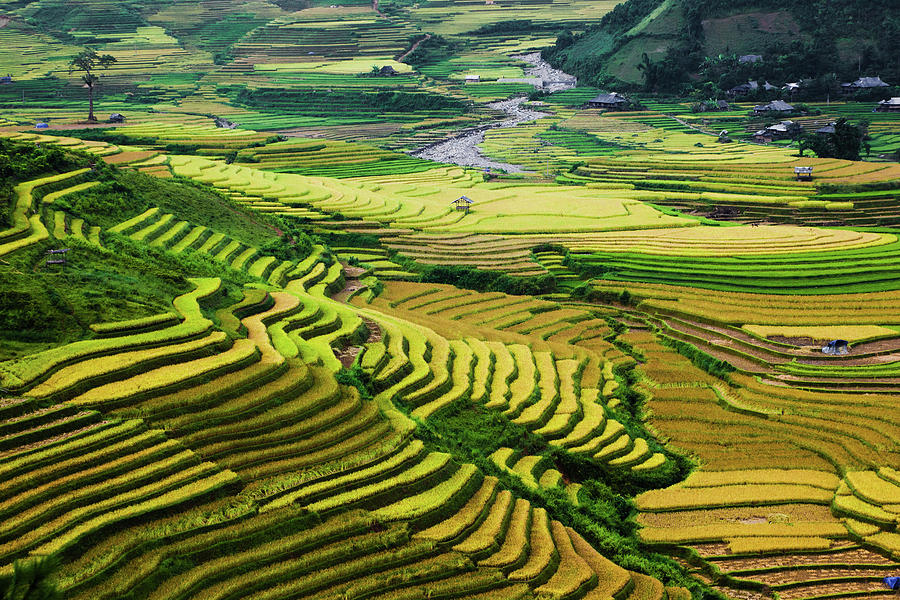 PHOTOS: The [Most Beautiful] Paddy Fields and Rice 
