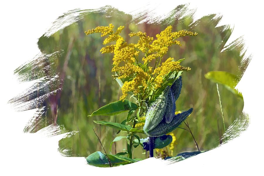 Golden Rod And Milkweed  Photograph by Constantine Gregory