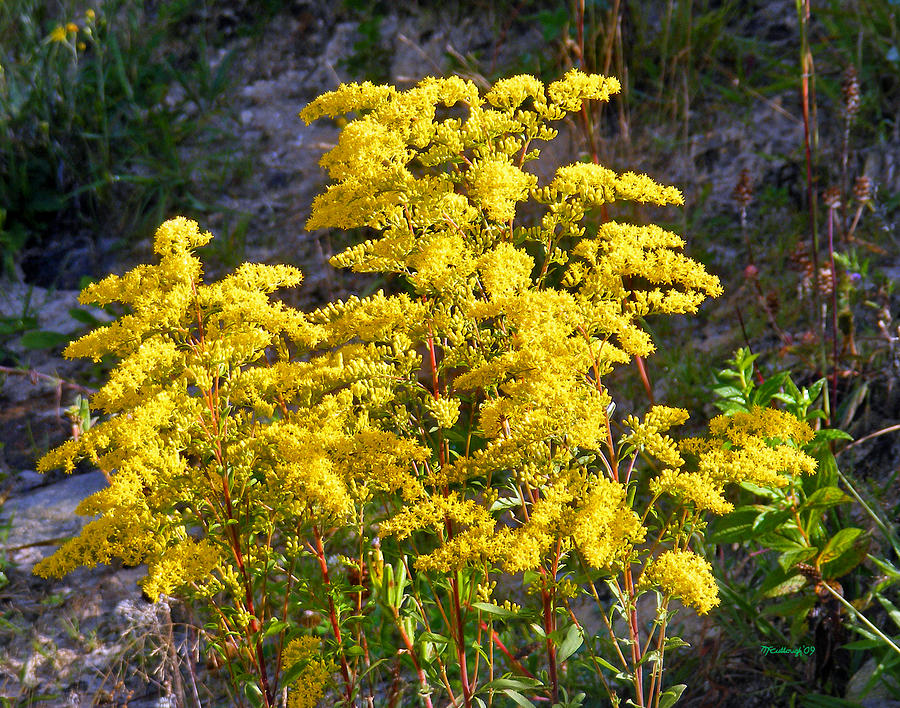 Golden Rod Photograph by Duane McCullough - Fine Art America