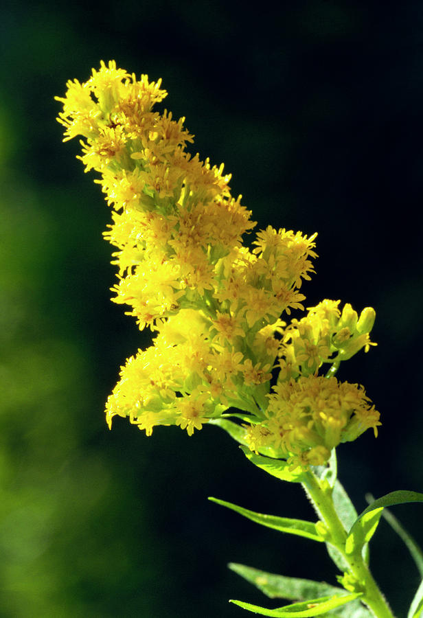 Golden Rod Flowers Photograph by Th Foto-werbung/science Photo Library