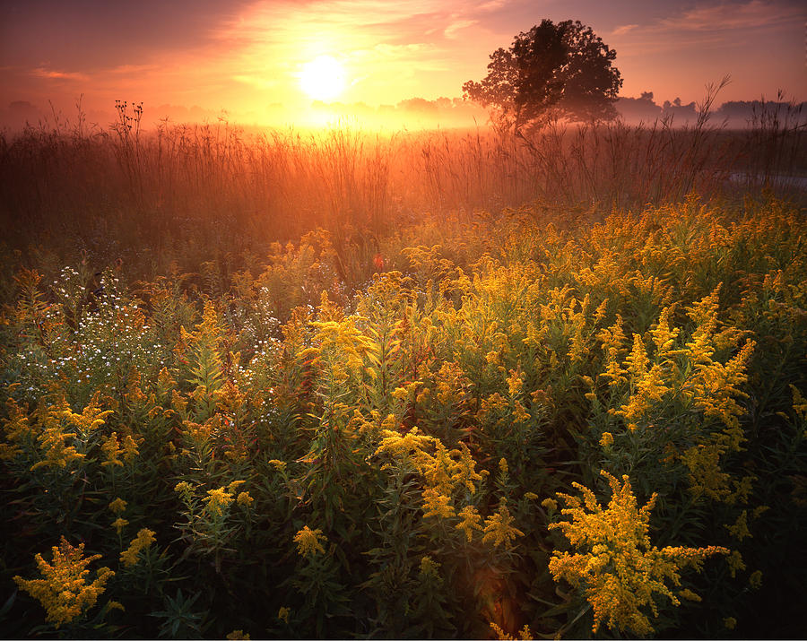 Golden Rod Glow Photograph by Ray Mathis