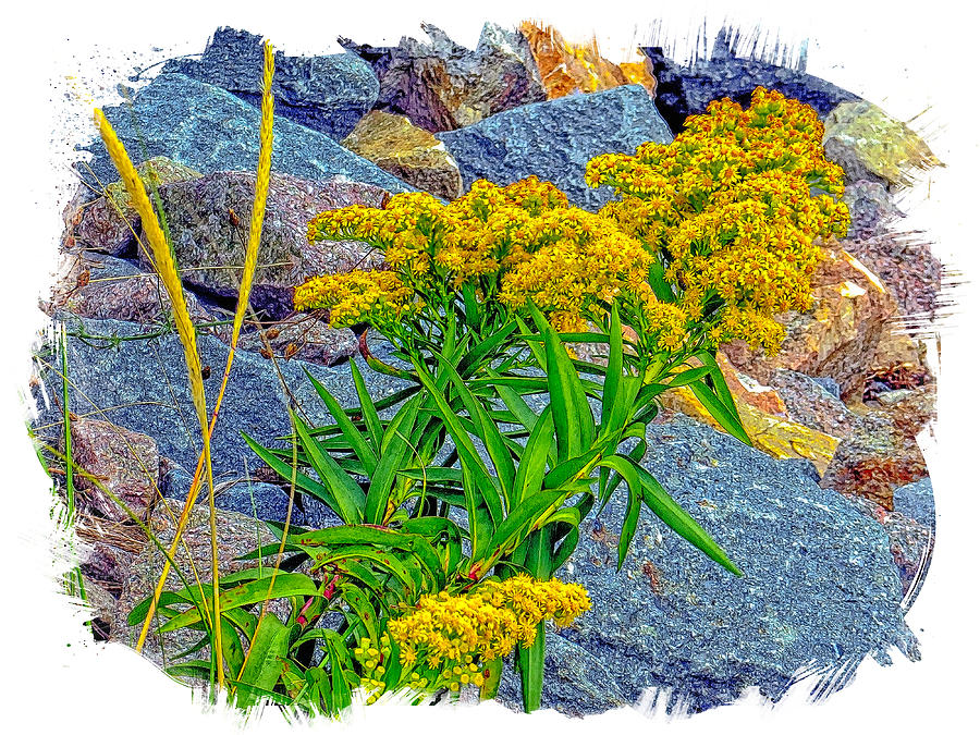 Golden Rod On The Rocks Photograph by Constantine Gregory