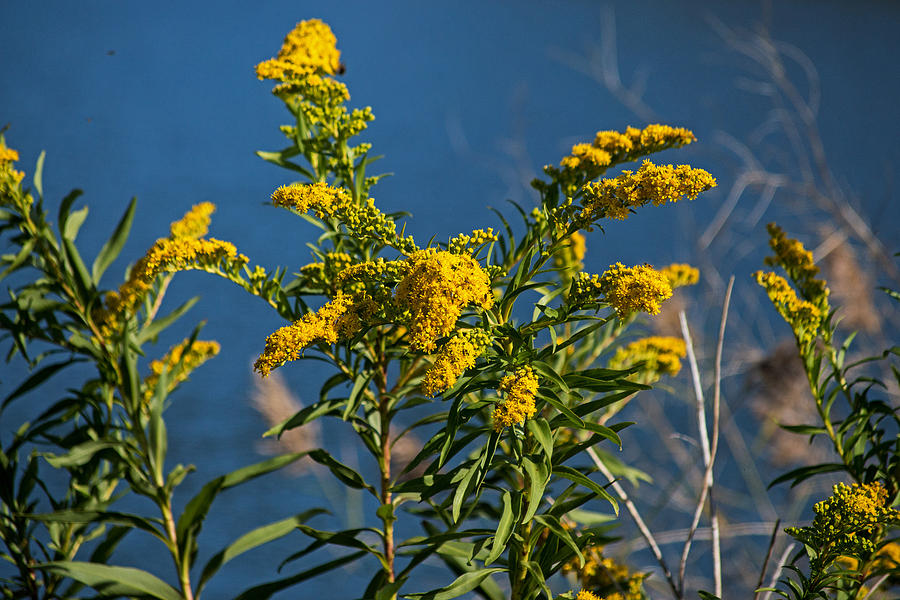 Golden Rods at Northside Park Photograph by Bill Swartwout