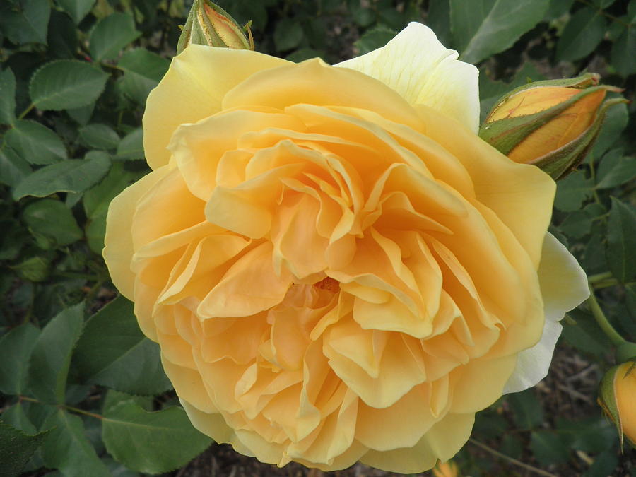 Yellow Rose Photograph - Golden Rose And Rosebuds by Kate Gallagher