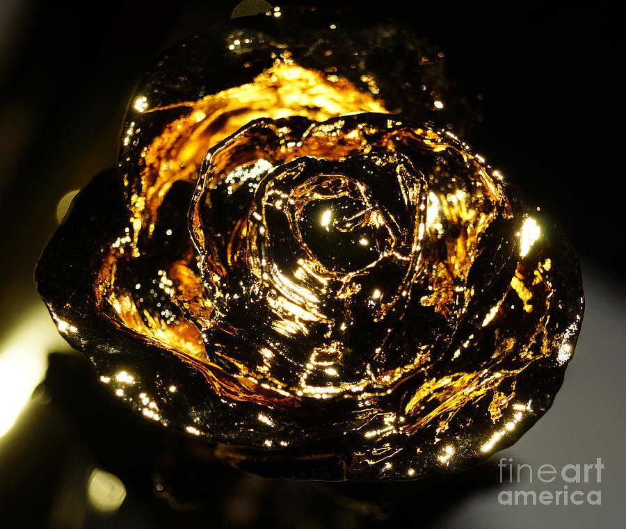 Golden Rose Photograph by Cassandra Buckley