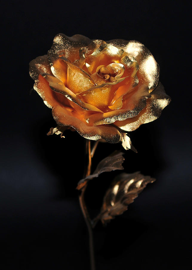 Golden Rose Photograph by Dragan Kudjerski