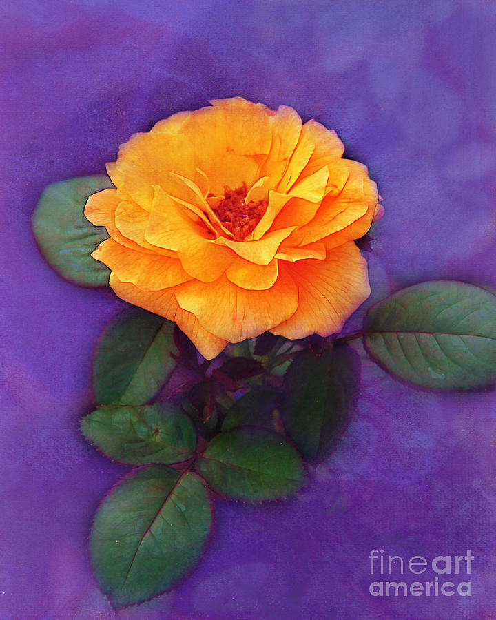 Rose Photograph - Golden Rose by Judi Bagwell
