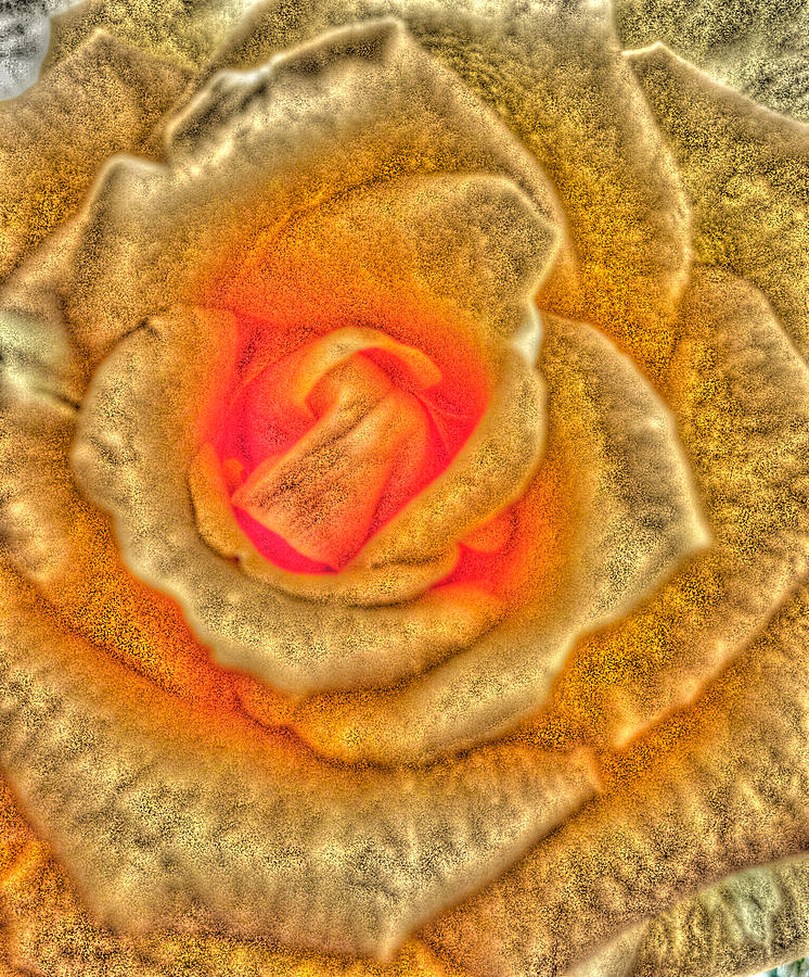 Golden Rose Photograph by Marian Lonzetta