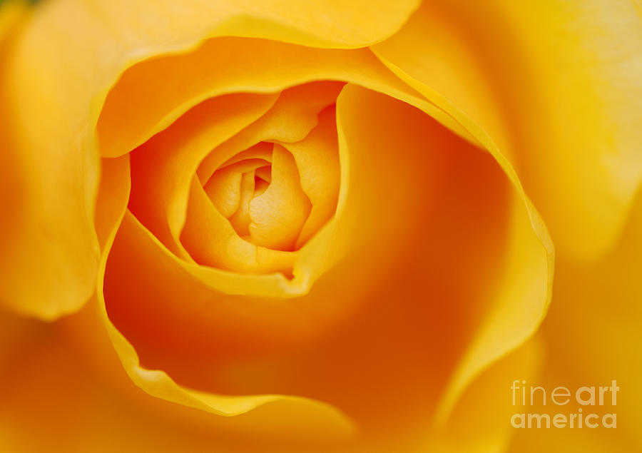 Flower Photograph - Golden Rose by Tim Gainey