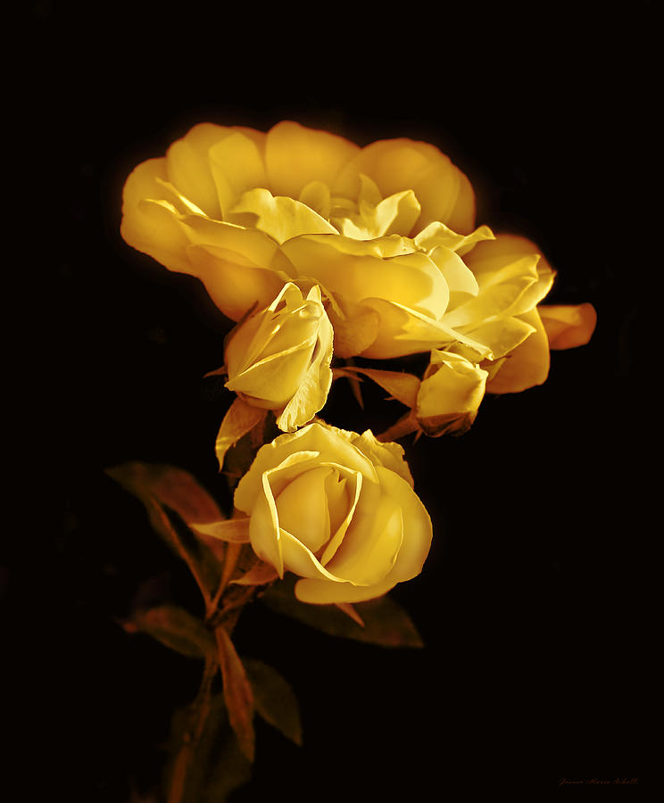 Golden Roses at Midnight Photograph by Jennie Marie Schell
