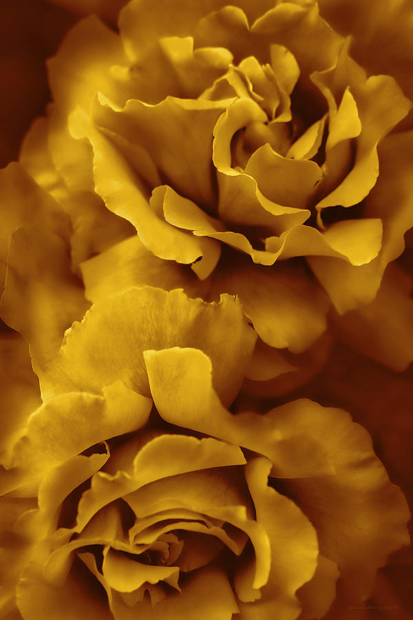 Golden Yellow Roses Photograph by Jennie Marie Schell