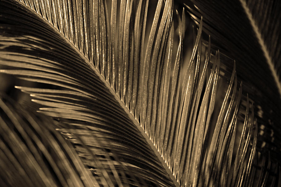 Golden Sago Palm 2. C. revoluta  Photograph by Connie Fox