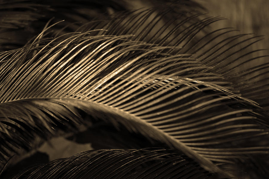 Golden Sago Palm Photograph by Connie Fox