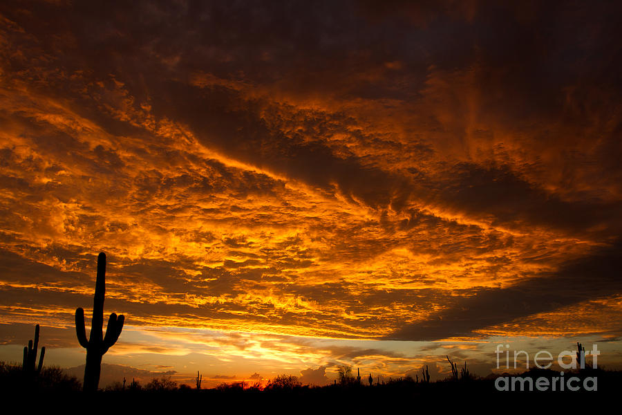 Golden Saguaro Photograph