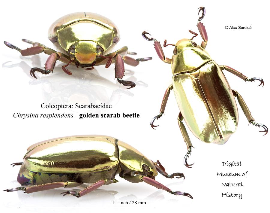 Golden Scarab Beetle Digital Art - Golden Scarab Beetle by Alex Surcica