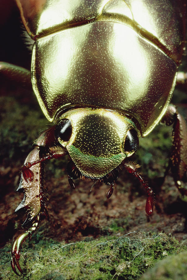 Golden Scarab Beetle Monteverde Costa Photograph by Mark Moffett