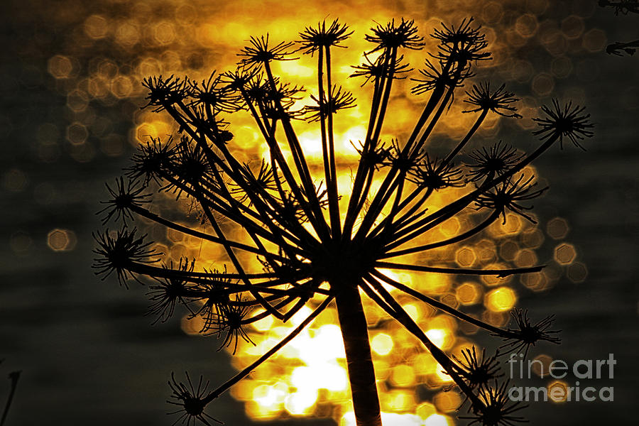 Golden Seed Head Photograph By Mandy Jervis   Fine Art America