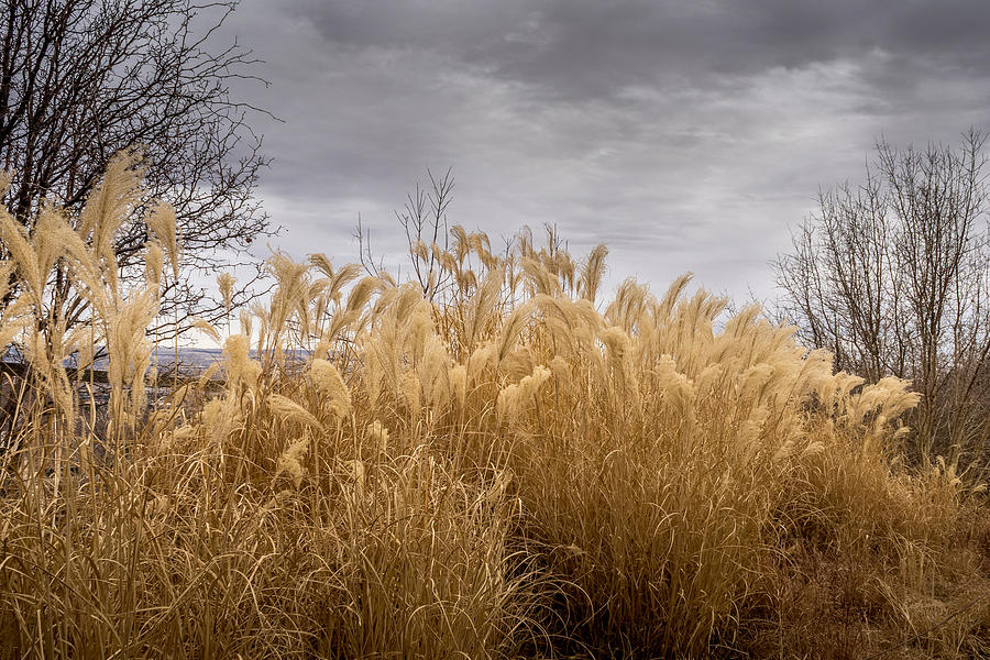 Tree Photograph - Golden shades of Winter by Ernest Echols