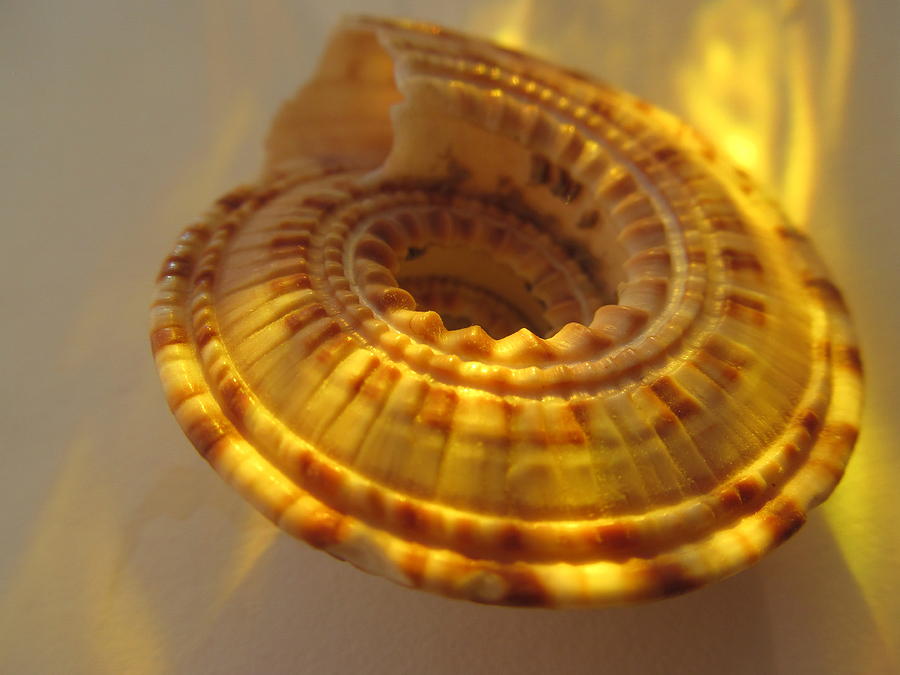 Golden Shell Photograph by Alfred Ng