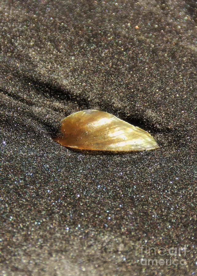 Golden Shell Photograph by Sharon Woerner