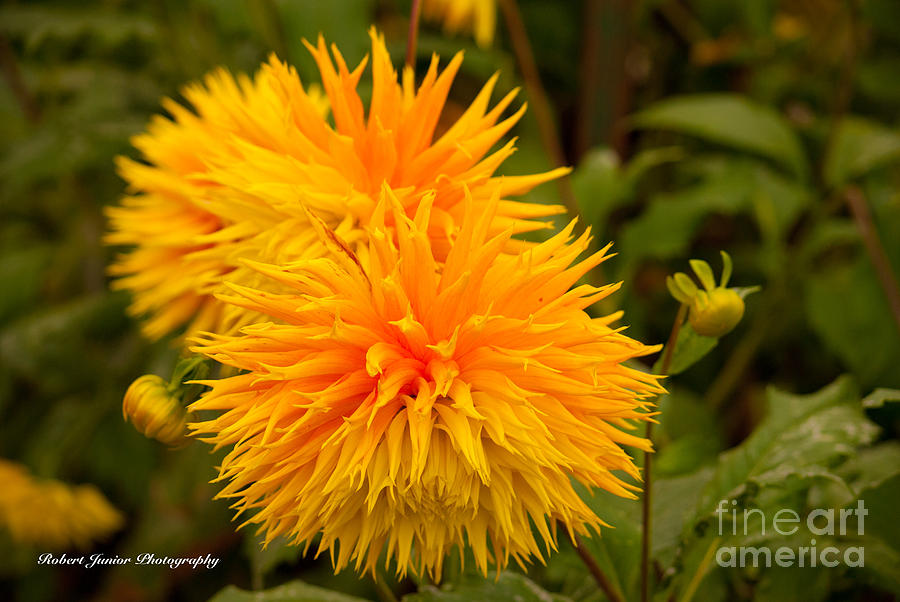 Flower Photograph - Golden Shine by Robert Johnson