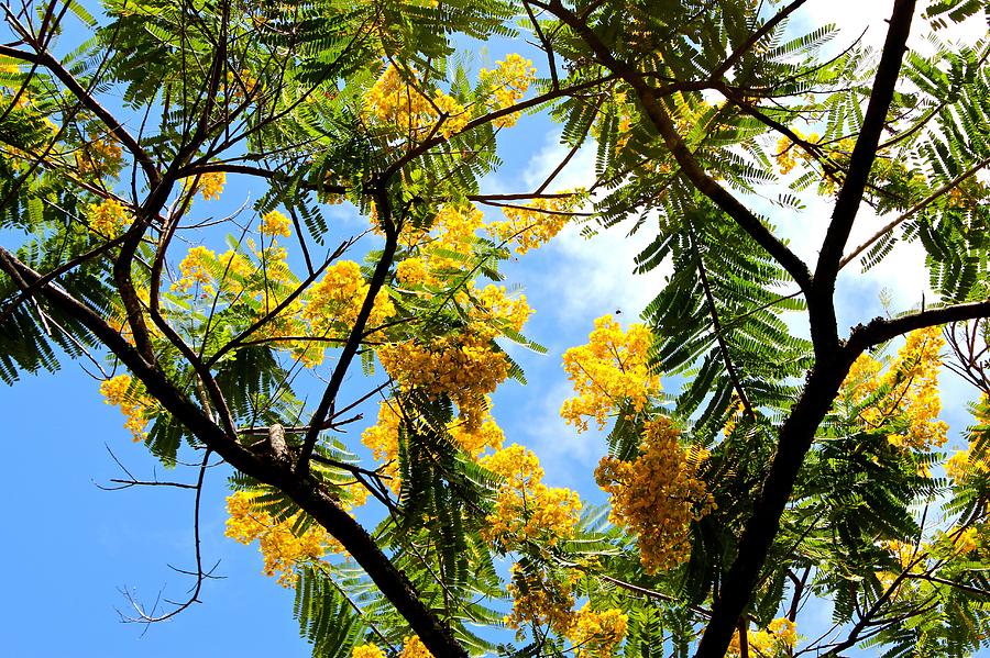 Golden Shower Tree Photograph by Venetia Featherstone-Witty