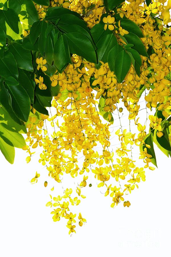 Golden Showers Flowers Photograph by Darla Wood