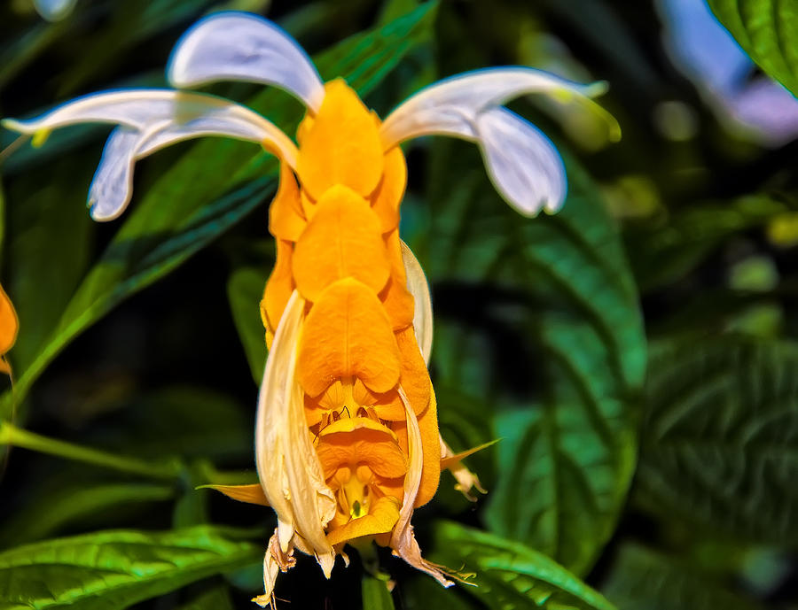 Flower Photograph - Golden Shrimp Plant by Flees Photos