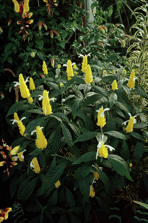 Pachystachys Lutea Photograph - Golden Shrimp Plant by Donald R Wright/science Photo Library Pachystachys Lutea Photograph - Golden Shrimp Plant by Donald R Wright/science Photo Library