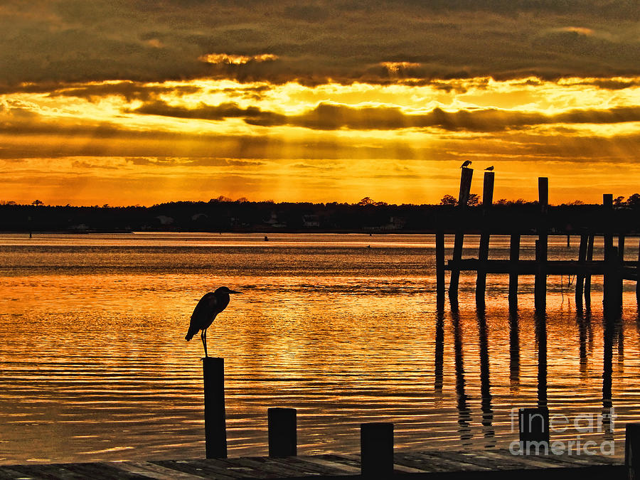 Sunset Photograph - Golden Silhouettes by Kelley Freel-Ebner