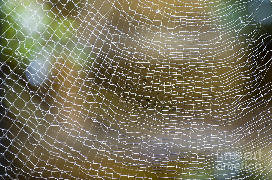 Golden Silk Orb Weavers Web Pattern Detail Photograph by Kerryn Madsen-Pietsch