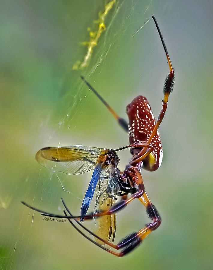 Spider Digital Art - Golden Silk Orb with Blue Dragonfly by DigiArt Diaries by Vicky B Fuller