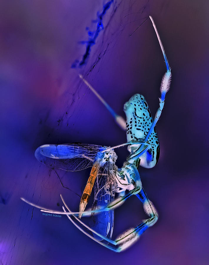 Golden Silk Orb with Blue Dragonfly Inverted Photograph by DigiArt Diaries by Vicky B Fuller