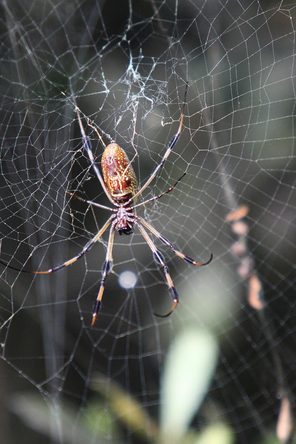 Golden Silk Spider Photograph by Christiane Schulze Art And Photography ...