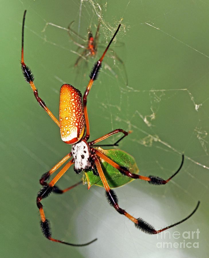 Spider Photograph - Golden Silk Spider With Stinkbug Prey by Millard H Sharp