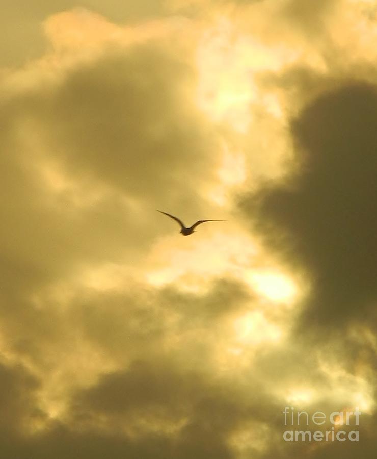 Golden Sky Photograph by Gallery Of Hope 