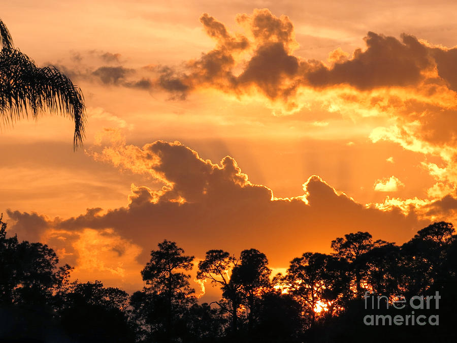 Golden sky in Florida Photograph by Zina Stromberg