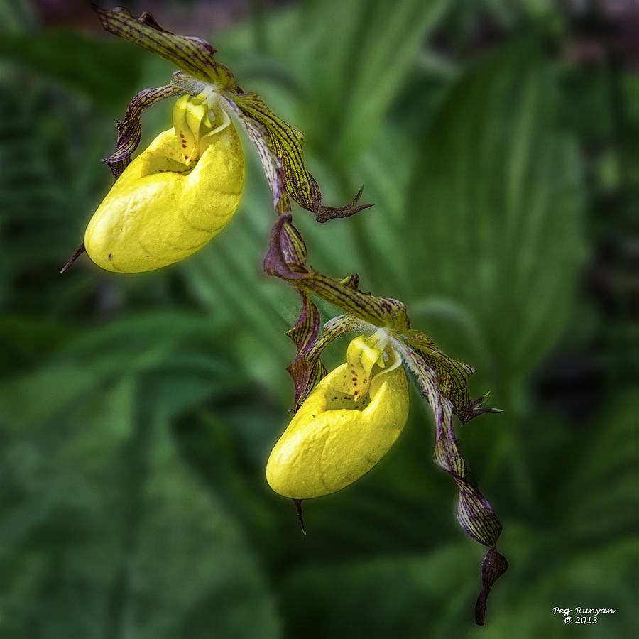 Golden Slippers Photograph by Peg Runyan